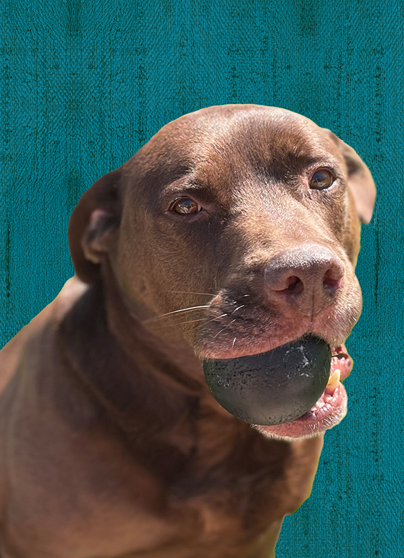 Quentin Oliver dog